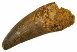 Real Spinosaurus Tooth - Robust Dinosaur Tooth #328044-1